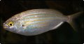 seabream_fb.jpg
