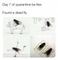 fly.jpg