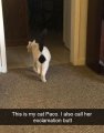 new-cat-snapchat-stories-2.jpg new-cat-snapchat-stories-2.jpg