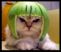 catwith helmet.png catwith helmet.png