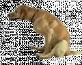 5966821a74.gif