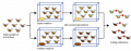Drosophila_speciation_experiment.svg.png