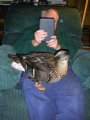duck.jpg