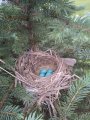 robins1.jpg