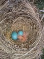 robins2.jpg
