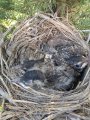 robins5.jpg