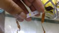 SMD LED.jpg