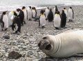 A-cute-and-funny-wildlife-picture-of-a-seal-photobombing-a-bunch-of-penguins.jpg