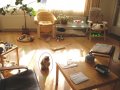 5_cats_in_the_room.JPG