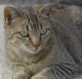 cat.jpg
