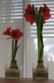 amaryllis1.jpg