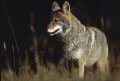 Coyote2.jpg
