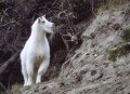 goat.jpg