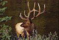 6x7 Bull.jpg