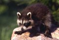 raccoon.JPG