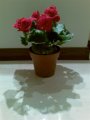 flower.jpg