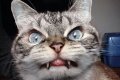 40-Scary-and-Funny-Cat-Pictures-8.jpg