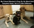 173654-Funny-Strange-Dog.jpg