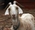 goat3285.JPG