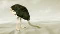 Ostrich.png