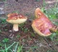 fungi-1.jpg