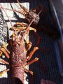 Crayfish 2.jpg