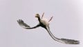 d9241cf6-6016-423d-9fbd-f87c5bd1c405-large16x9_AbeangooseflyingupsidedownascapturedbyVincentC...jpeg d9241cf6-6016-423d-9fbd-f87c5bd1c405-large16x9_AbeangooseflyingupsidedownascapturedbyVincentC...jpeg