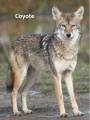 coyote.png