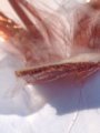 Second layer secondary winding.JPG