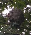 nest.jpg