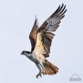 _Y727714-Edit-2-Edit.jpg
