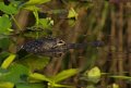 gator.JPG