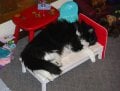 cookie_in_baby_bed2.jpg