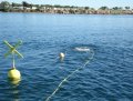 Dive 3.jpg