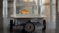 220110081622-01-driving-goldfish-large-169.jpg