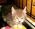 kitten from little st sept17 2012.jpg kitten from little st sept17 2012.jpg