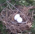 mourning-dove.jpg