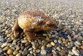 cane-toad-485647586.jpg cane-toad-485647586.jpg