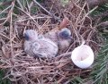 little-doves.jpg