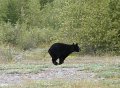 Bear On The Run.jpg Bear On The Run.jpg