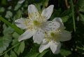 flower.JPG