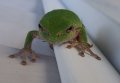 frog1.jpg