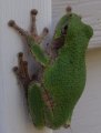 frog2.jpg