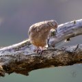 Y1D_8586-Edit-Edit.jpg