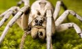 wolf-spiders-1.jpg wolf-spiders-1.jpg