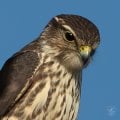 Y1D_3340-Edit-Edit-Edit-Edit-2.jpg