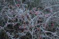 IMG_4141.JPG