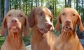 3hounds.jpg