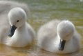 cygnets.JPG