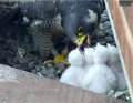 20230503 Peregrine Falcon 4 chicks.jpg
